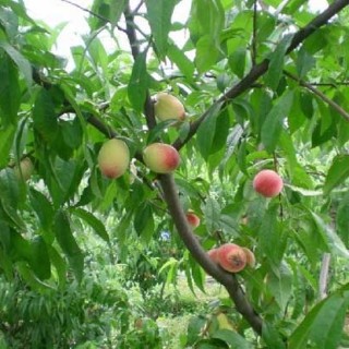 桃树的种植技术,第1图