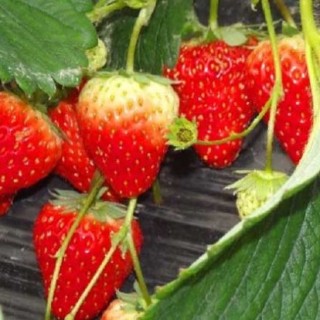 草莓种苗培育技术,第3图