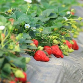草莓种苗培育技术,第1图