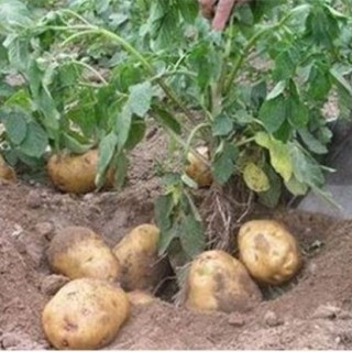 马铃薯种植的注意事项,第1图