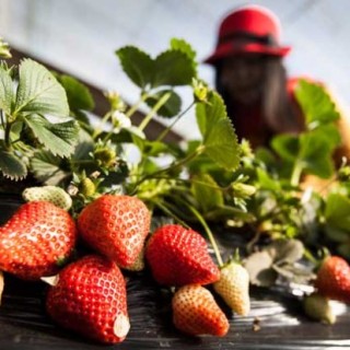 四季草莓种植技术,第5图