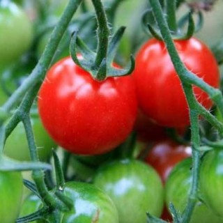 西红柿丰产栽培技术,第1图