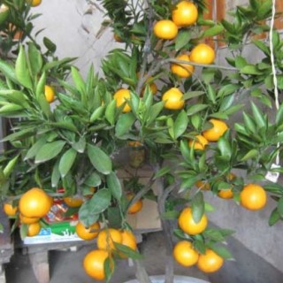 盆栽橘子树怎么养？,第3图