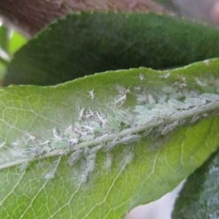 桃树蚜虫的防治方法,第2图