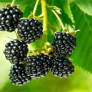 黑莓的栽培技术,第1图
