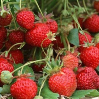 如何预防草莓早衰,第4图