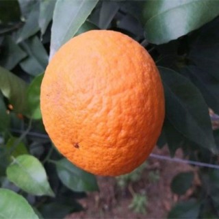 柑橘浮皮原因及防治措施,第5图