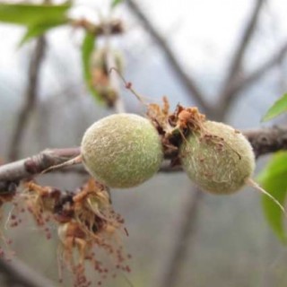 山桃种子价格及种植方法,第1图