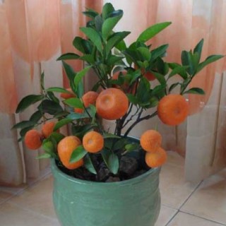 盆栽橘子树怎么养？,第2图