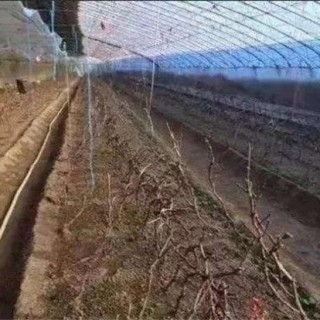 葡萄冬灌作用和方法,第2图