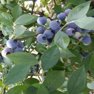 蓝莓种植条件,第3图