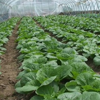 反季节蔬菜的施肥技术,第3图