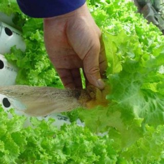 水培蔬菜怎么种植？,第2图