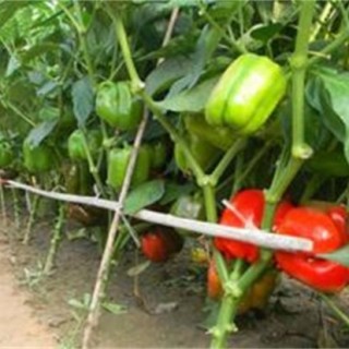 甜椒高产施肥技术,第1图
