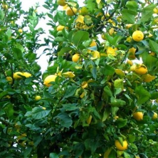 柠檬的果园管理,第2图