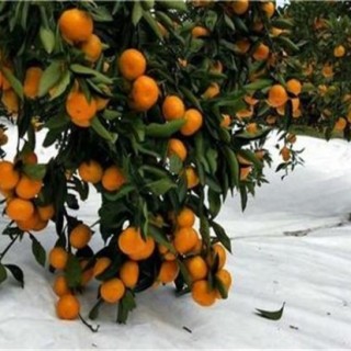 红美人柑橘种植技术,第4图