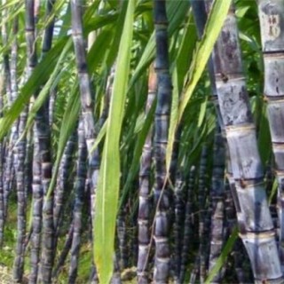 甘蔗蔗种的处理方法,第5图