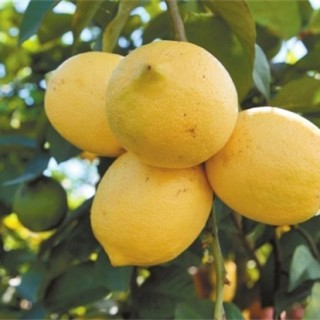 柠檬的常见病虫害及防治,第1图