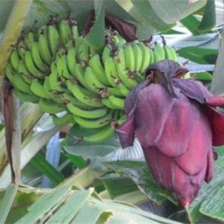香蕉抽蕾期管理要点,第2图