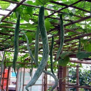 蛇瓜的种植方法,第6图