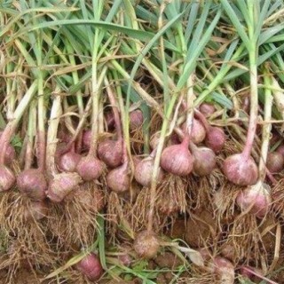 紫皮大蒜怎么种植？紫皮大蒜高产栽培技术,第1图