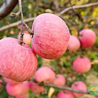 水果种植小课堂：苹果园怎样保持高产？,第1图