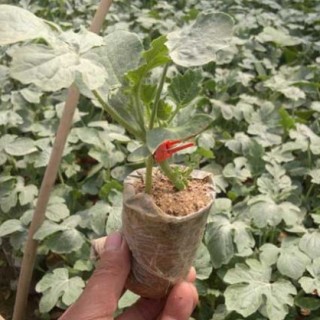 冬季西瓜种植育苗技术,第2图