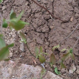 蓝莓土壤调酸技术,第4图
