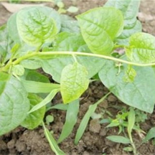 木耳菜种子催芽方法,第4图