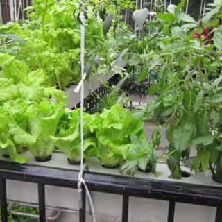 水培蔬菜怎么种植？,第4图