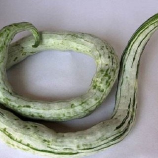 蛇瓜的种植方法,第2图