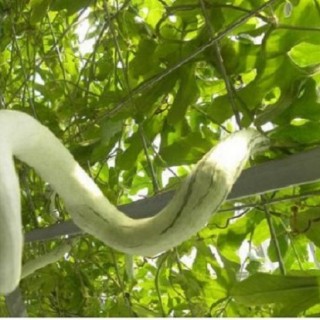 蛇瓜的种植方法,第3图