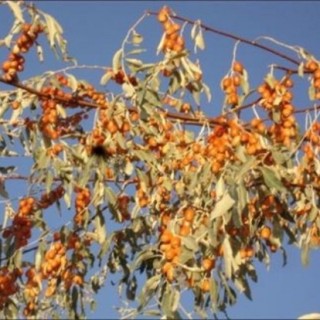 沙枣树种植技术,第3图
