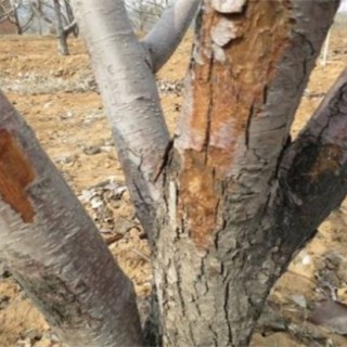 冬季梨树刮皮注意事项,第2图