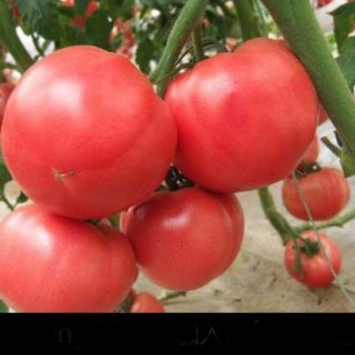 西红柿的种植管理技术(3),第2图
