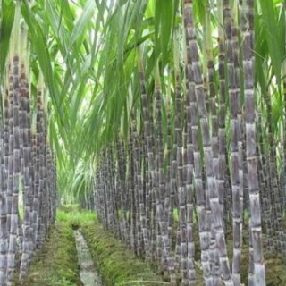 甘蔗种植的条件,第3图