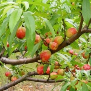 桃树什么时候种植？,第3图
