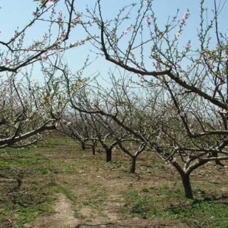 桃子的栽培技术,第3图