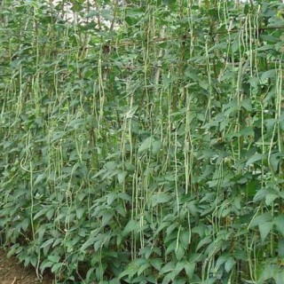 豇豆种植技术(2),第1图