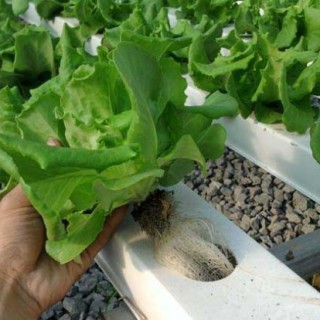 水培蔬菜怎么种植？,第1图