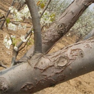 冬季梨树刮皮注意事项,第1图
