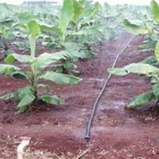 香蕉施肥技术,第2图