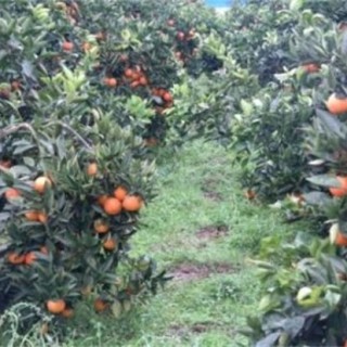 血橙的种植技术,第1图