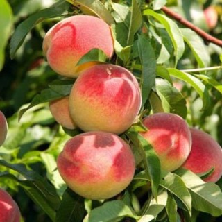 桃树苗价格及种植方法,第5图