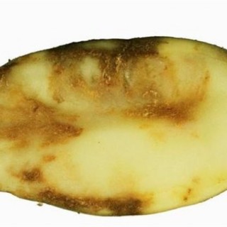 马铃薯晚疫病防治方法,第6图
