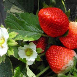 草莓种植技术(2),第1图