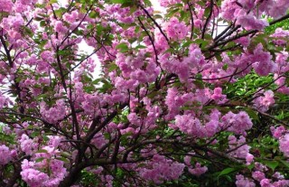 樱花树栽培几年开花？,第2图