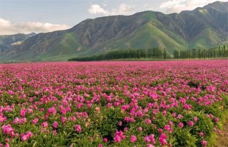 芍药的种植技巧,第2图