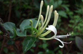 金银花种植技术,第1图