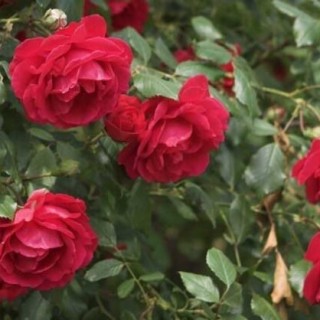 玫瑰花栽培技术 ,第3图